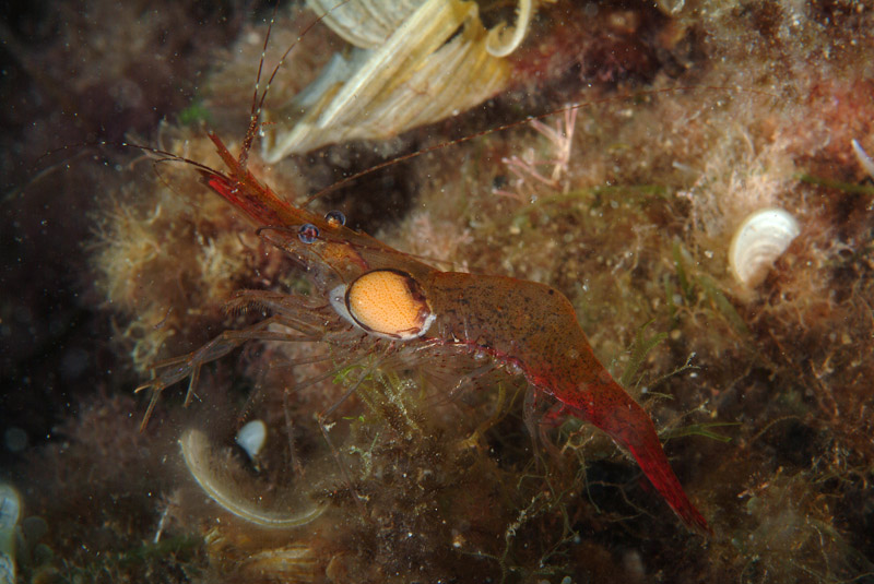 Palaemon xiphias  con parassita Bopyrus sp.